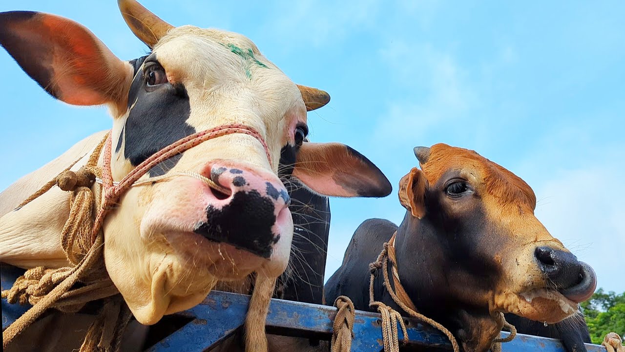cow unloading, cow videos, cow video, animal, big cow, goru hamba cow, Ep-19