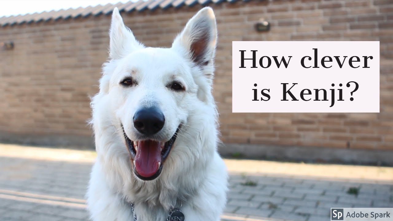 How clever is my dog? | White Swiss Shepherd