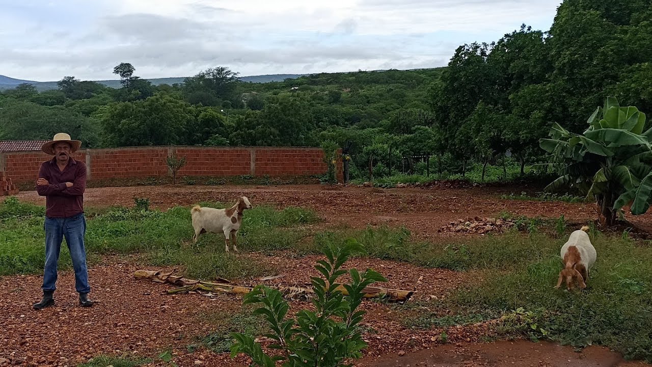 Doge vai chegar hoje de São Paulo /Chuva no sertão 