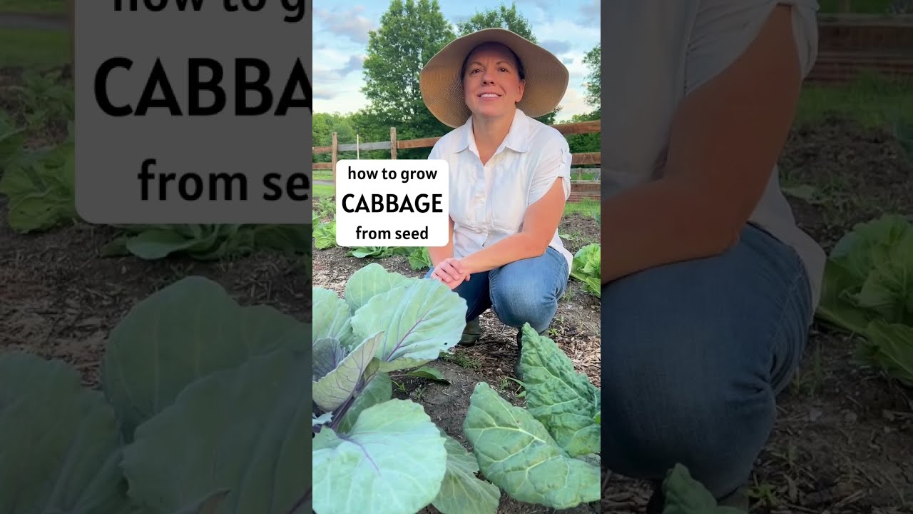 How to Grow Cabbage from Seed - Tips for a Healthy Harvest
