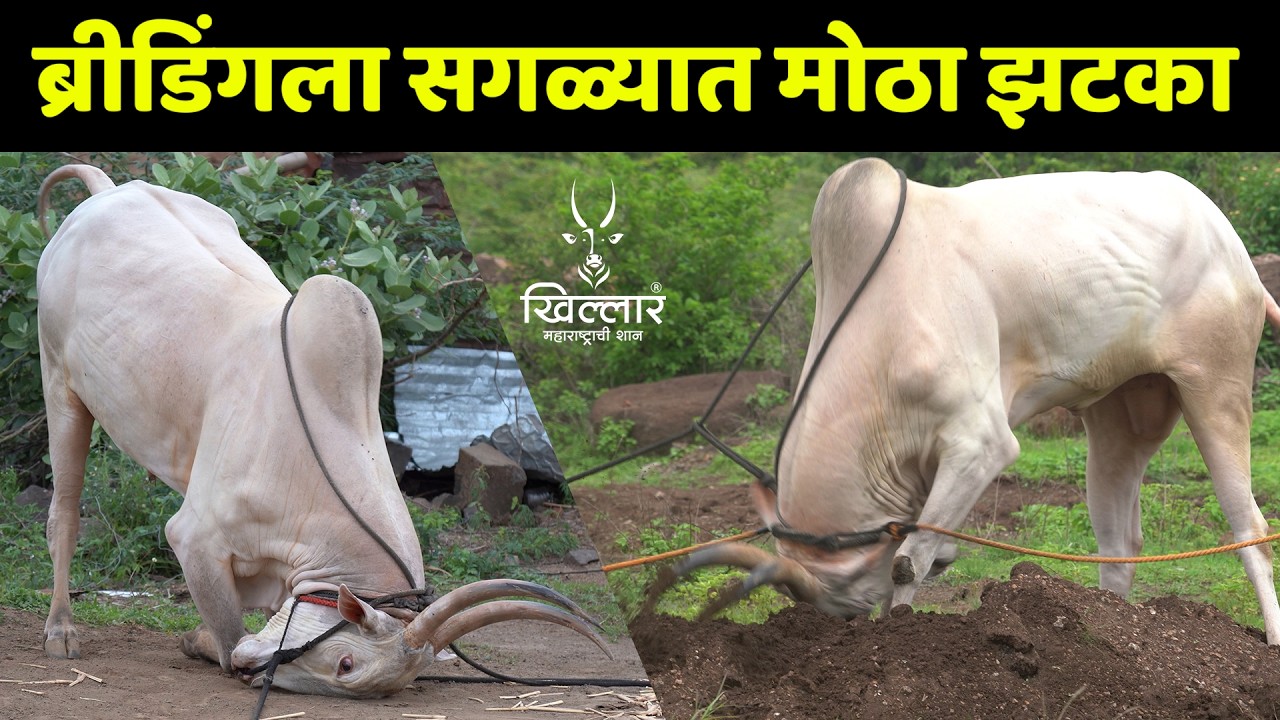 नक्की काय बिघडल कोणालाच कळलं नाही, नाहीतर नाद पुरा झाला होता | Khillar Maharashtrachi Shaan 2025