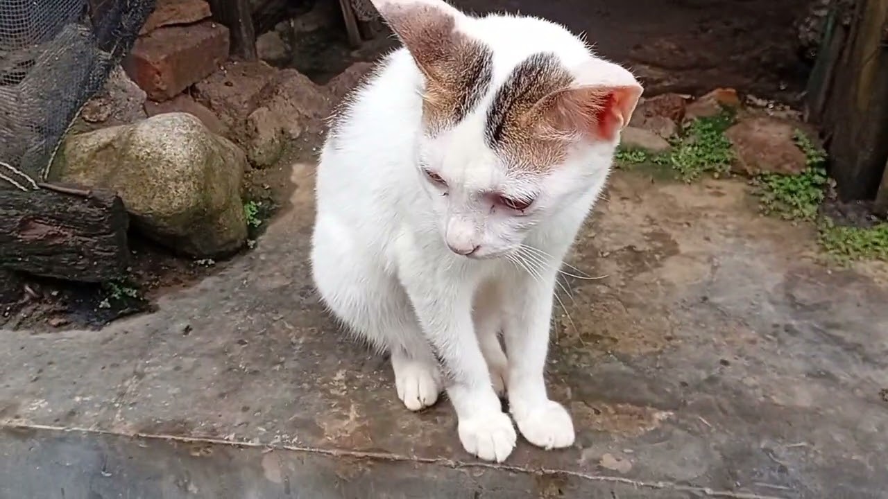 @Kucing santai bermain di lorong 