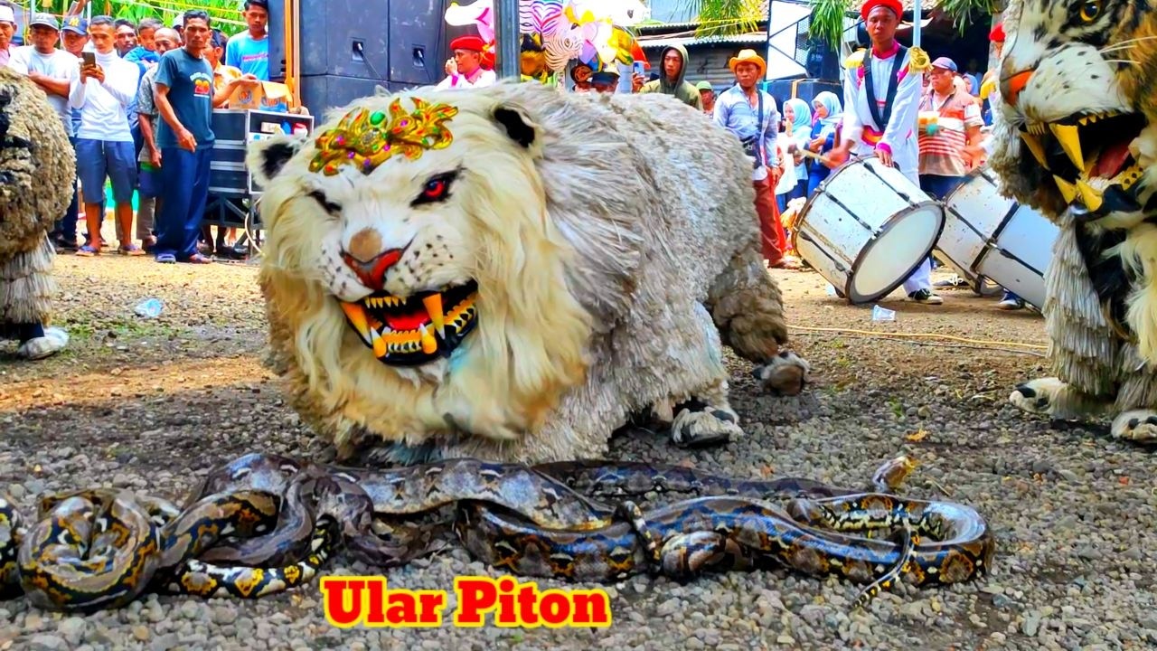 🔴LIVE | PERTARUNGAN can macanan singo raung cilik VS ular piton raksasa