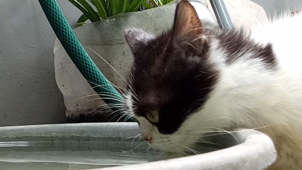 Little cat enjoys drinking after eating