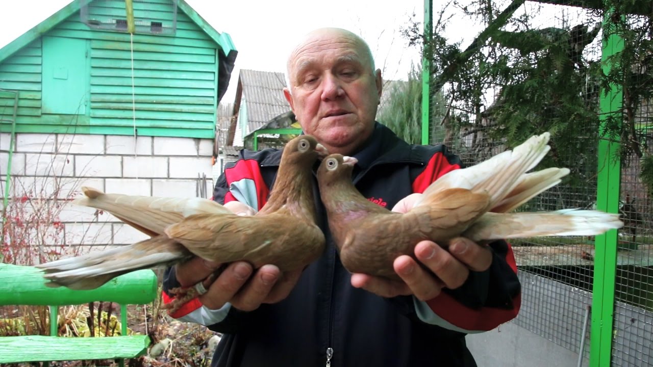 Белорусский ленточный турман желтой масти.