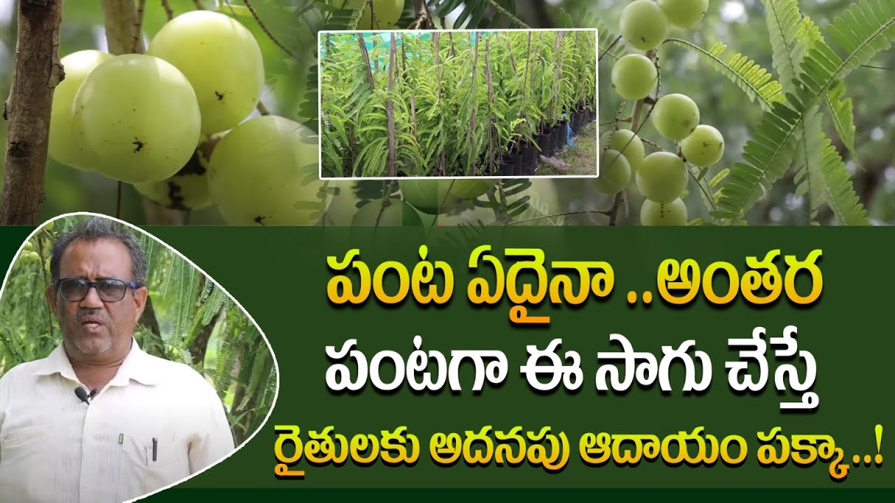 రైతులకు అదనపు ఆదాయం పక్కా | Indian Gooseberry Farming in telugu | Intercropping |  Rythanna Nestam