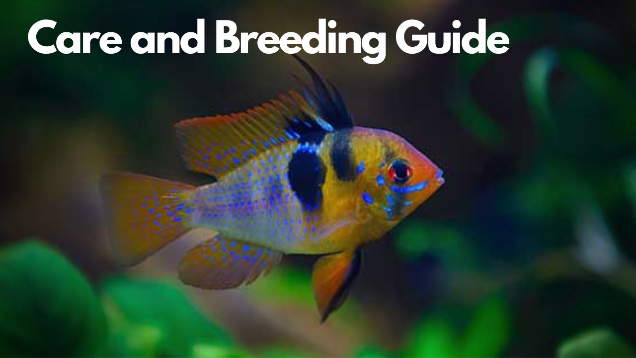 German Blue Ram - Care and Breeding Guide