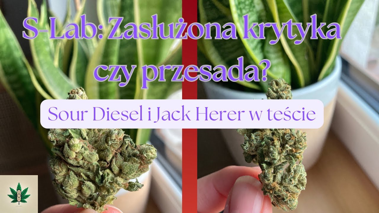 S lab: Zasłużona krytyka czy przesada? Sour Diesel i Jack Herer w teście.