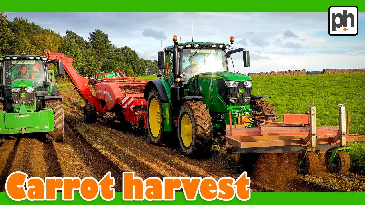 Carrot tastic! Harvesting these tasty sticks of loveliness