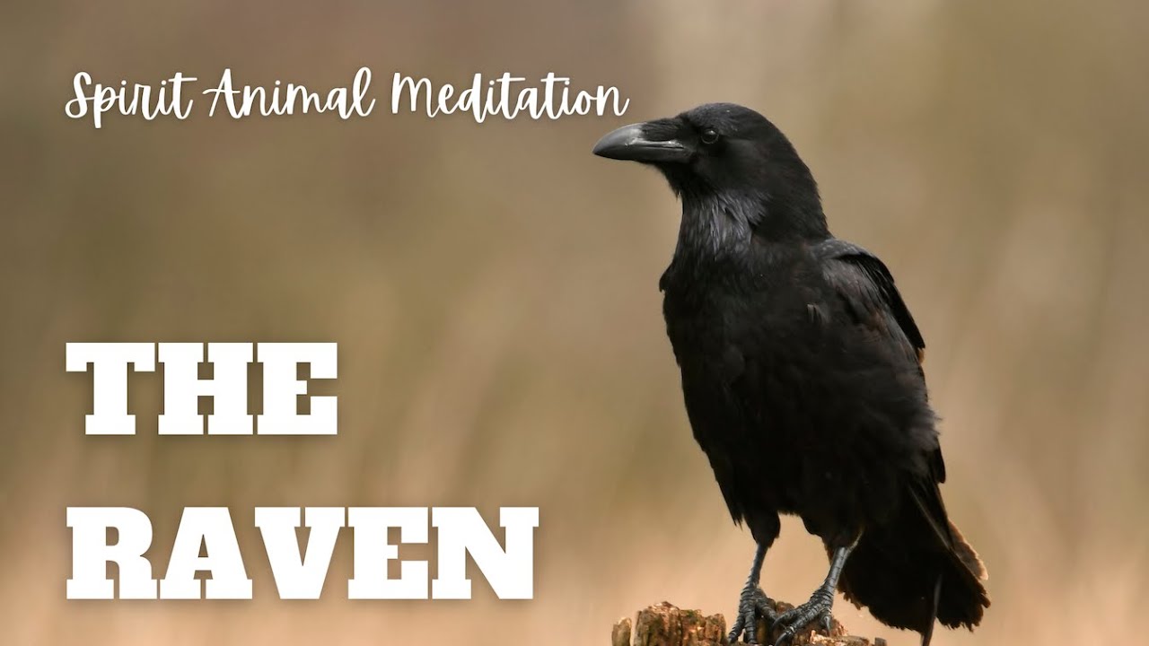 Raven Spirit Animal Meditation: 20-Minute Journey to Unlock Mystery and Transformation