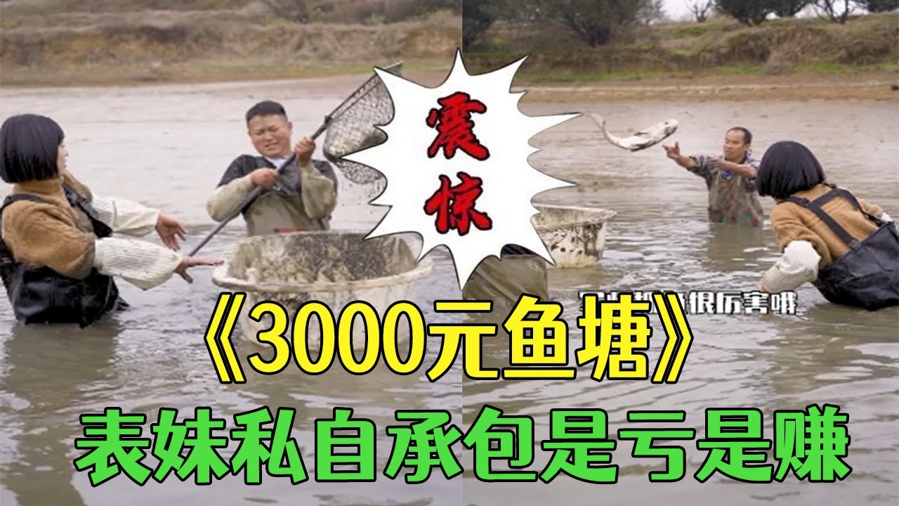 趁飛哥不在表妹私下包了個魚塘，3000元是虧還是賺？ #小飛哥#三農 #抓魚 #護外 #我要上熱門 #新農人計劃2026#包塘