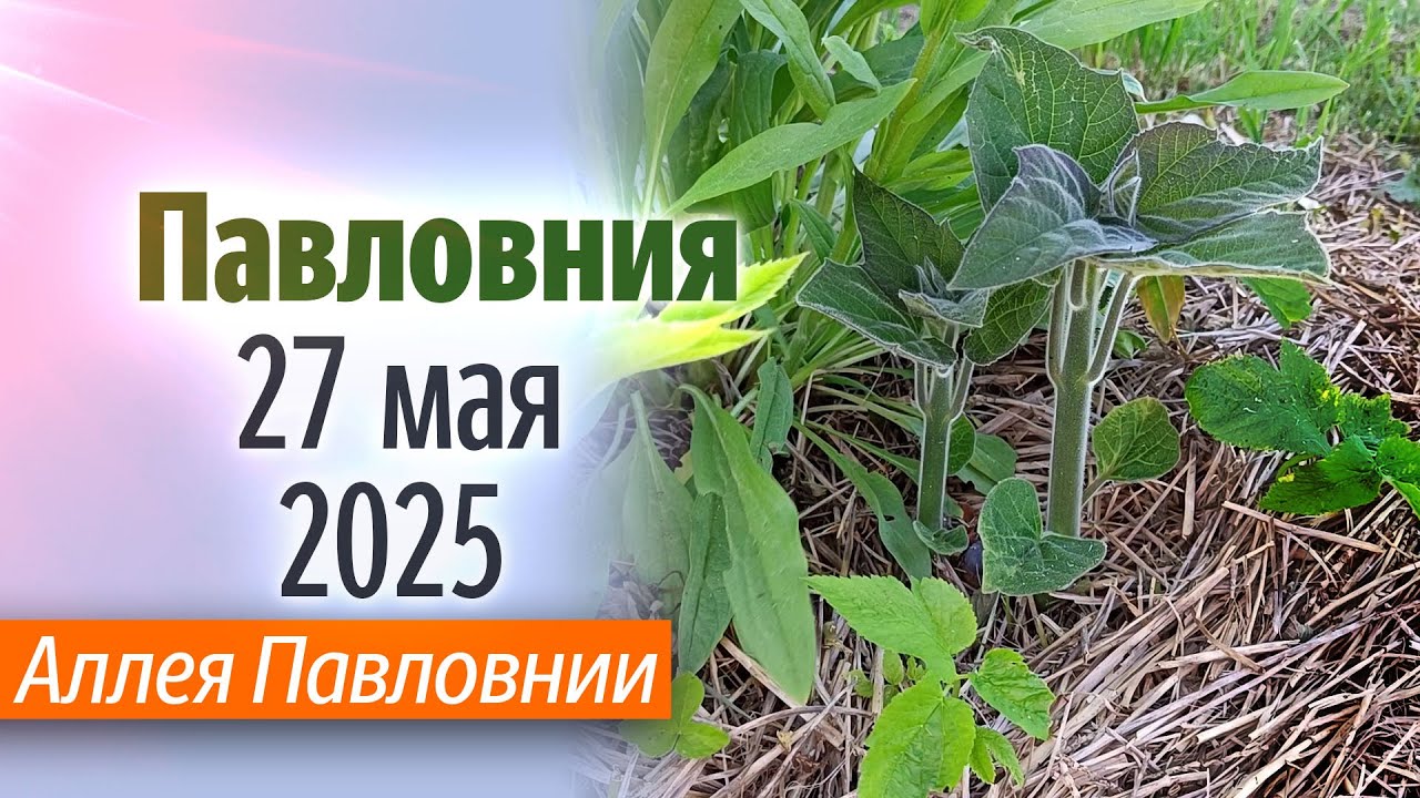 Аллея Павловнии 27 05 25