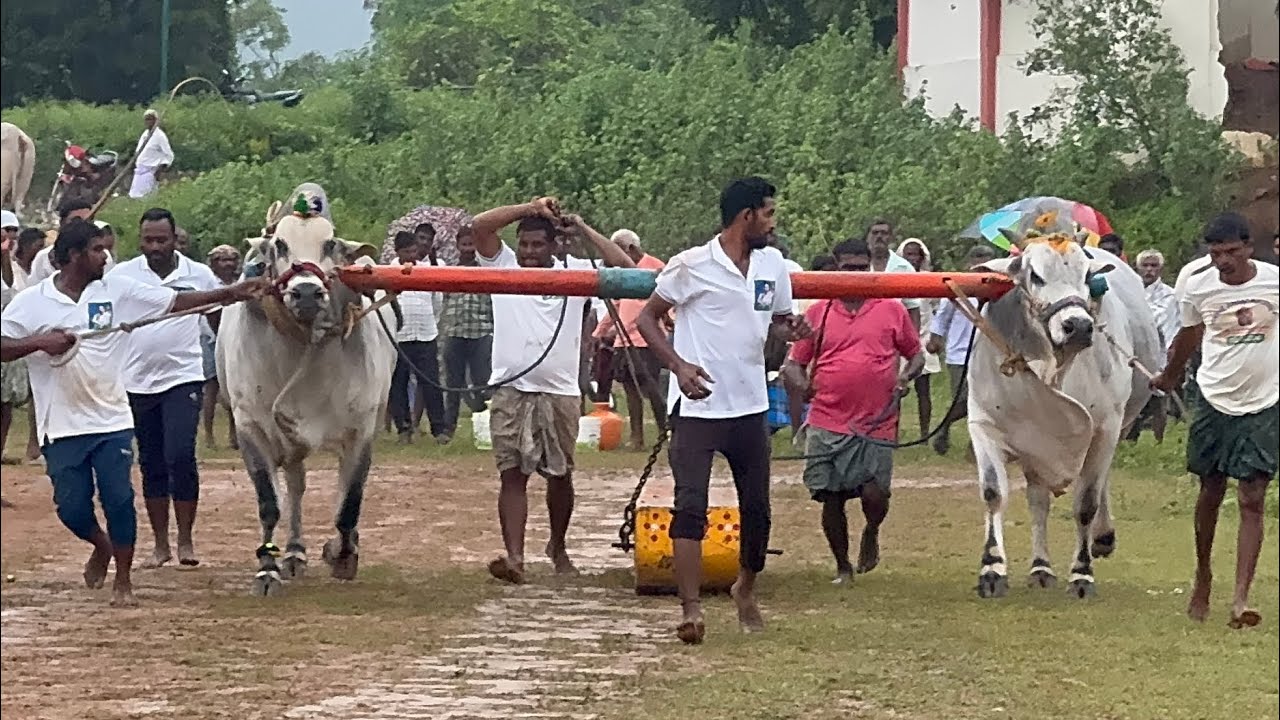 GMR & KCOR bulls (COMBINED) in kalsapadu got 🪙 place winners…🎉