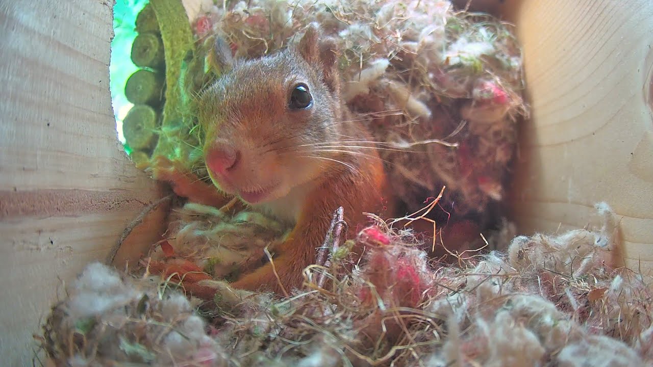 Eichhörnchen Lilli zieht mit 5 Babys ein | Baby red squirrels in the nestbox