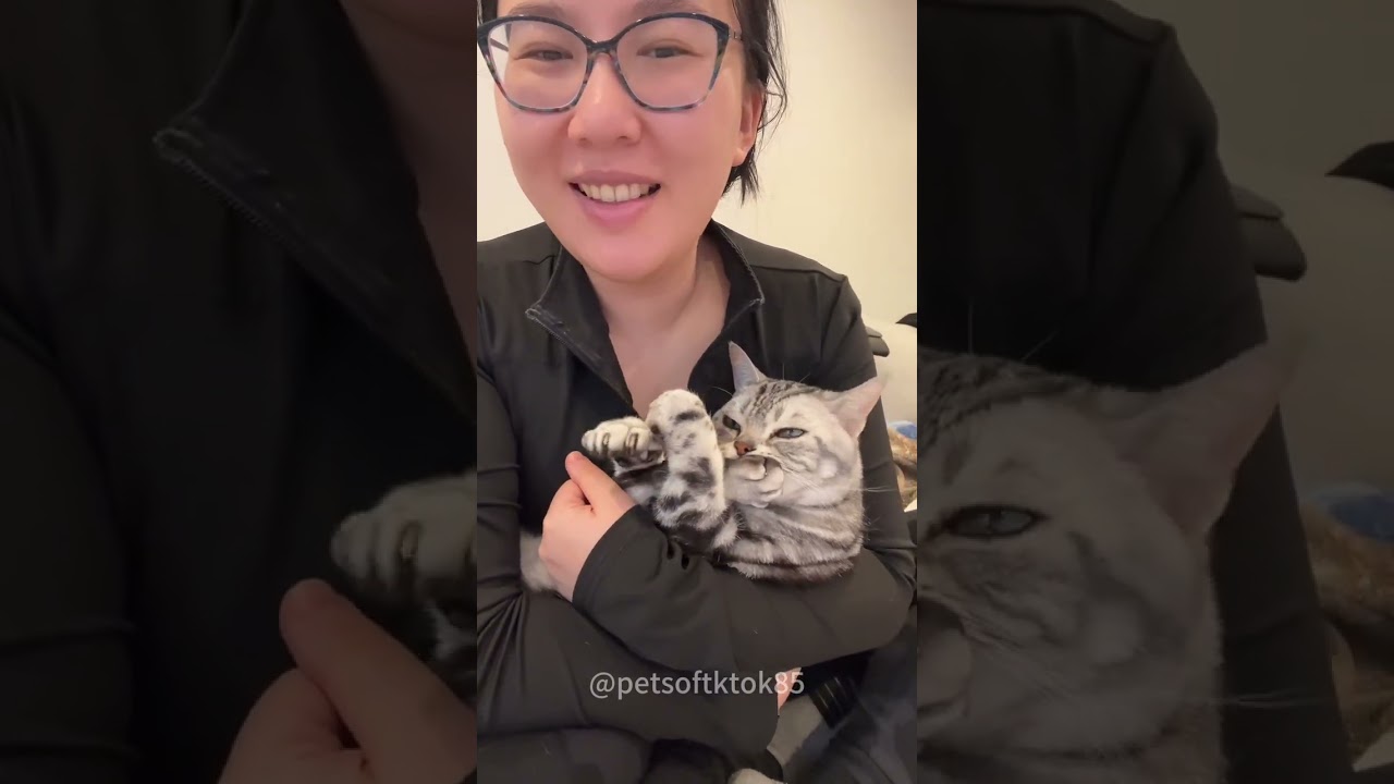 Funny cat videos