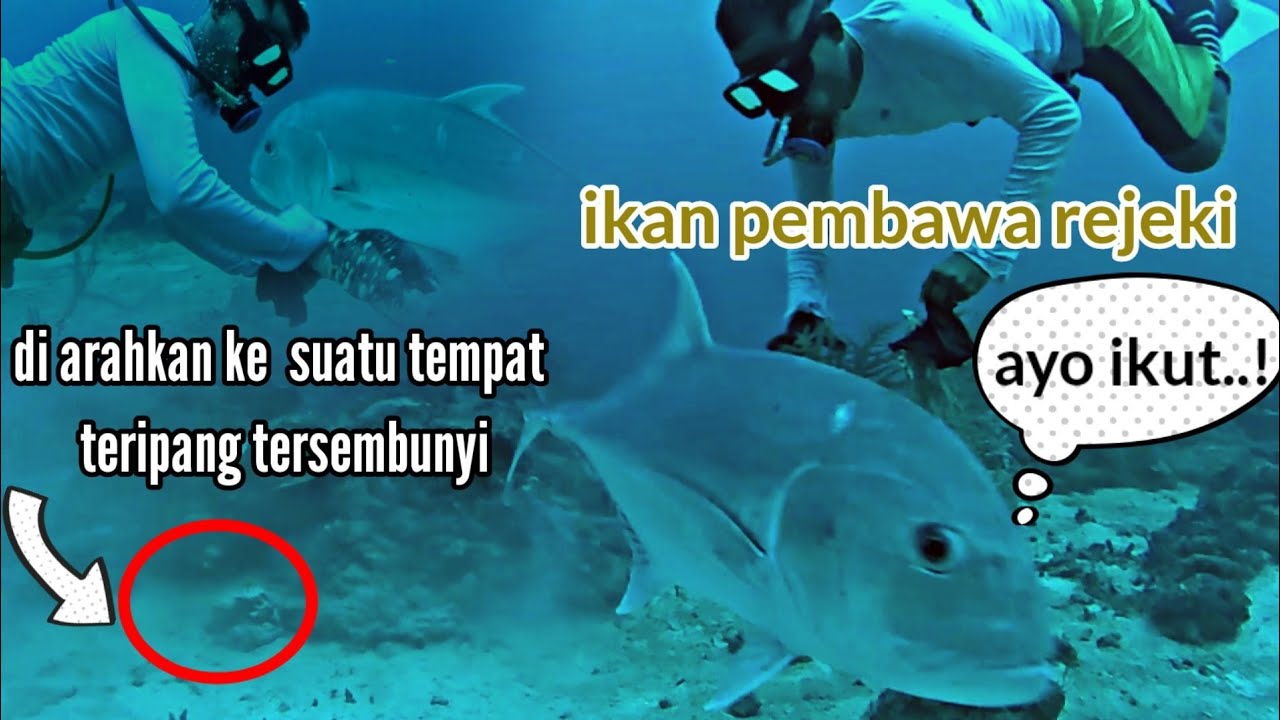 pasang bubu ditemani gian trevally di dasar laut kedalaman 50 meter