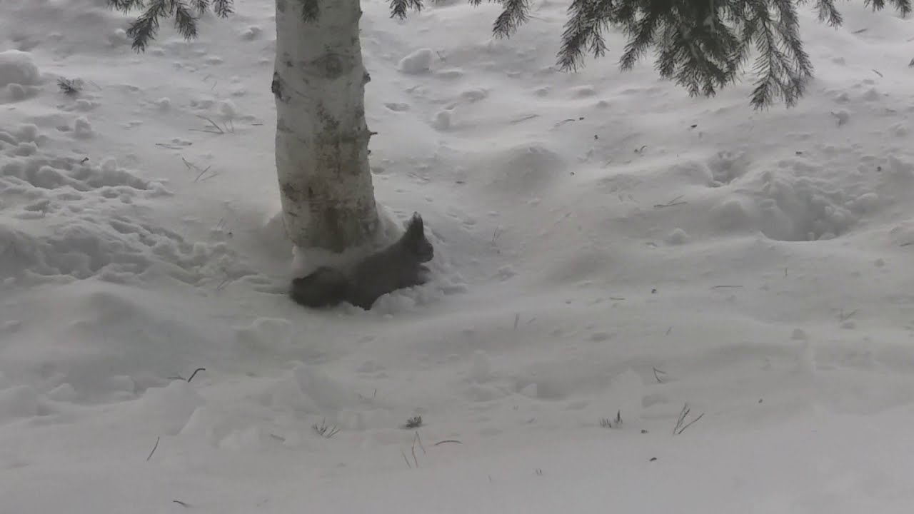 Белка. Жизнь в естественных условиях леса! Squirrel! Life in natural conditions!