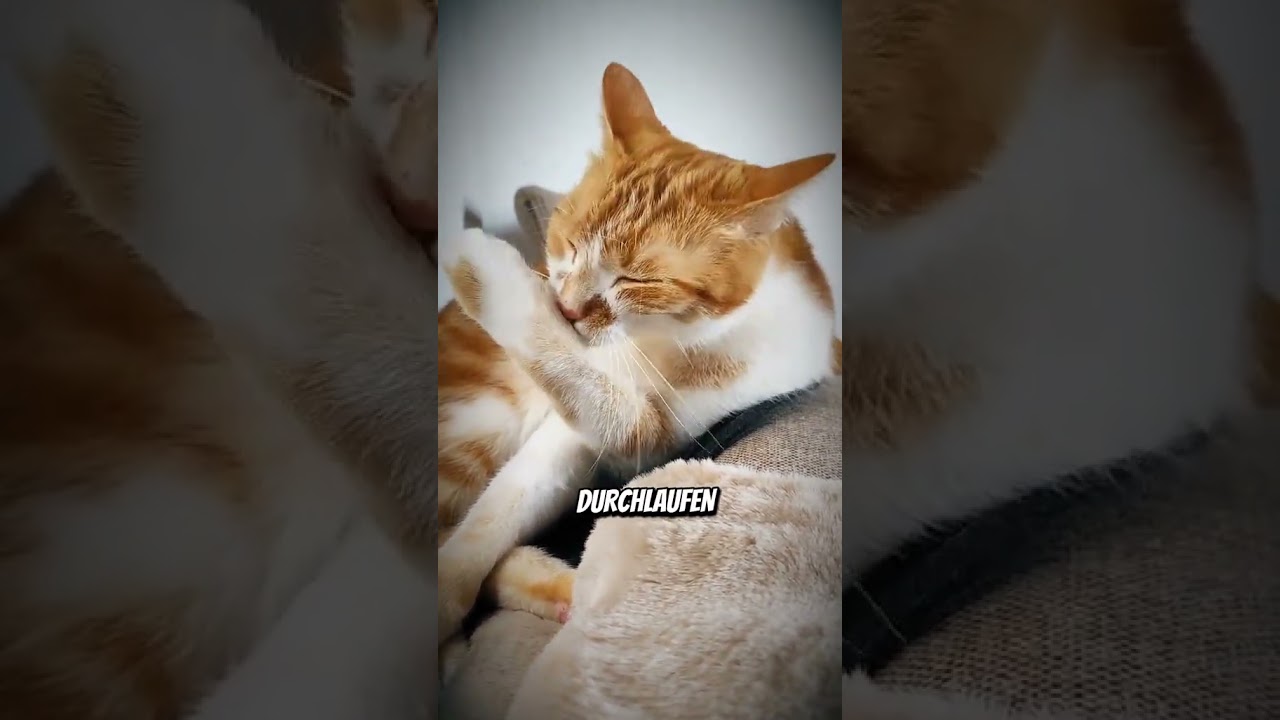 Wusstest du das💖☺️🐾😻 #katzenalltag #katze #shorts #youtubeshors #storyfeeds #viralshorts #katze