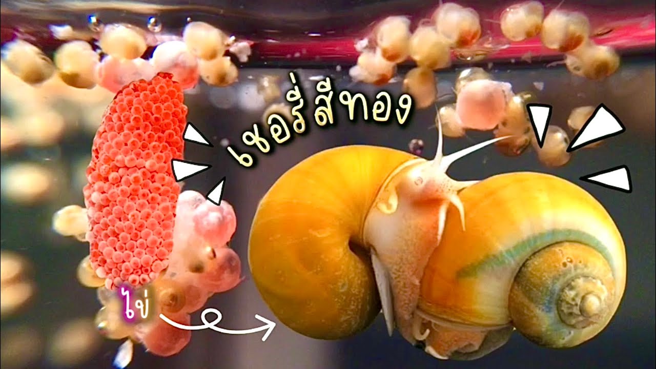 122. ลองเลี้ยงหอยเชอรี่สีทอง สัตว์เศรษฐกิจ ปี 2567