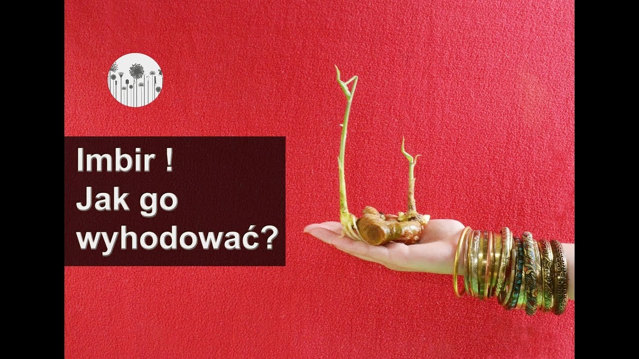 Jak wyhodować imbir? Dwa sposoby! Uprawa, wymagania imbiru.