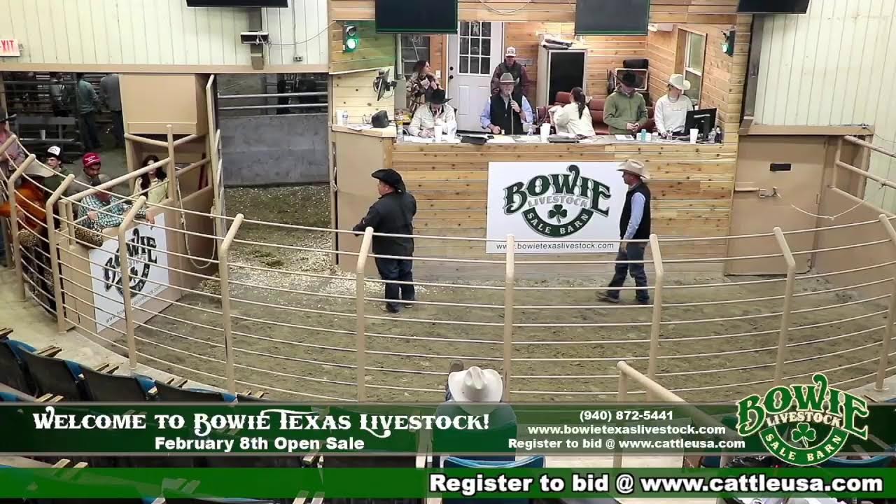 Bowie Texas Livestock February 8th Loose Horses!