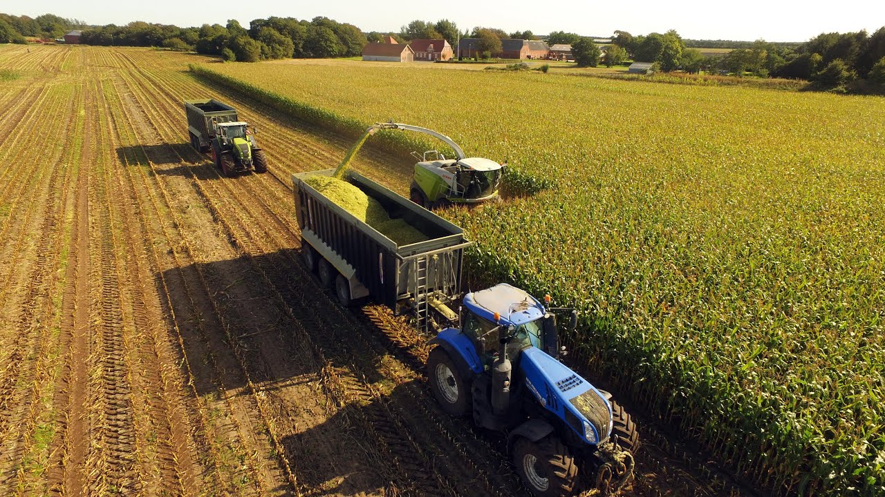 Rostgård Maskinstation - Claas Jaguar 980 - Majs 2020 Rønhave