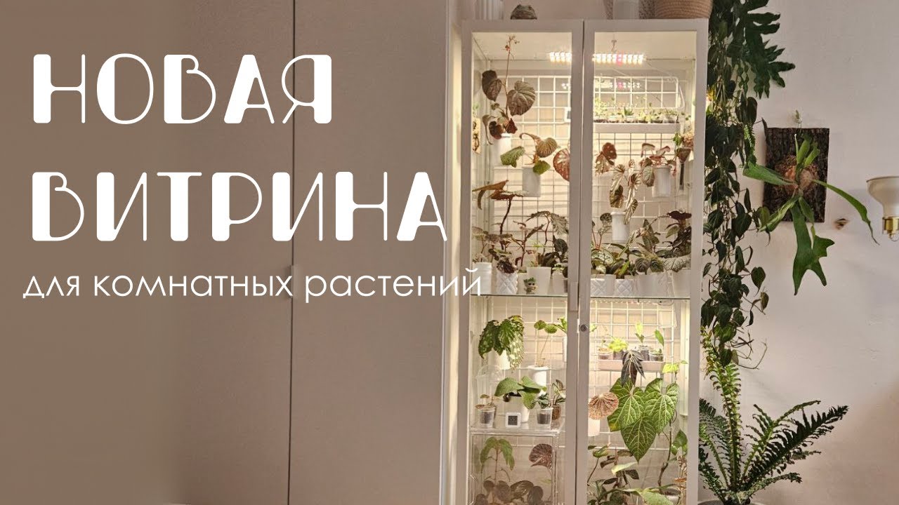 Как выбрать и обустроить витрину для растений. Собираю новую витрину икея Мильсбу.