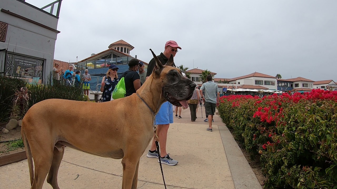 Cash 2.0 Great Dane meeting new people in Ventura  Harbor 6