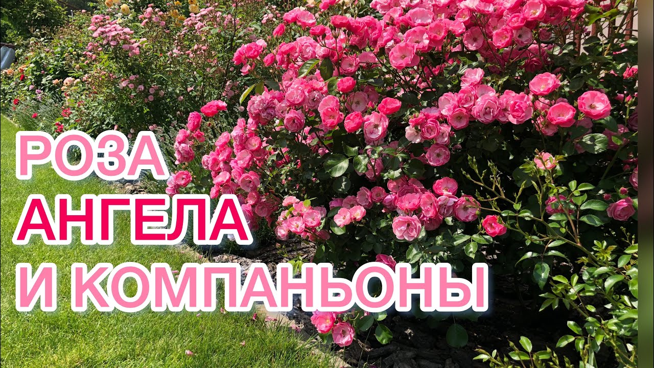 Компаньоны розы Ангела | Rose Angela |  Все разные | Кто подходит на эту роль?