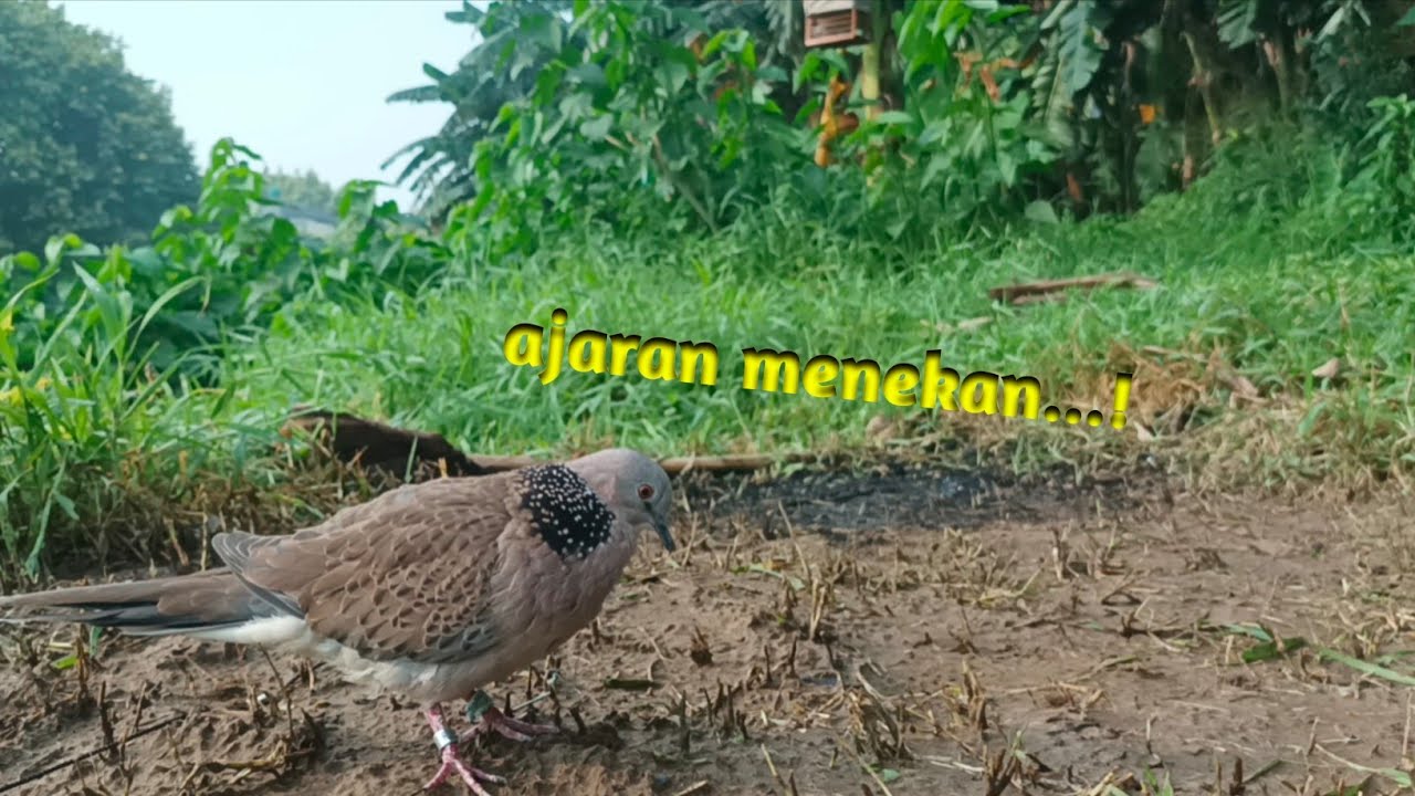 Panggilan Suara AJARAN TERKUKUR 