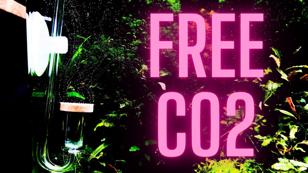 HOW TO: Make a long lasting DIY CO2 system - Low Budget CO2 System