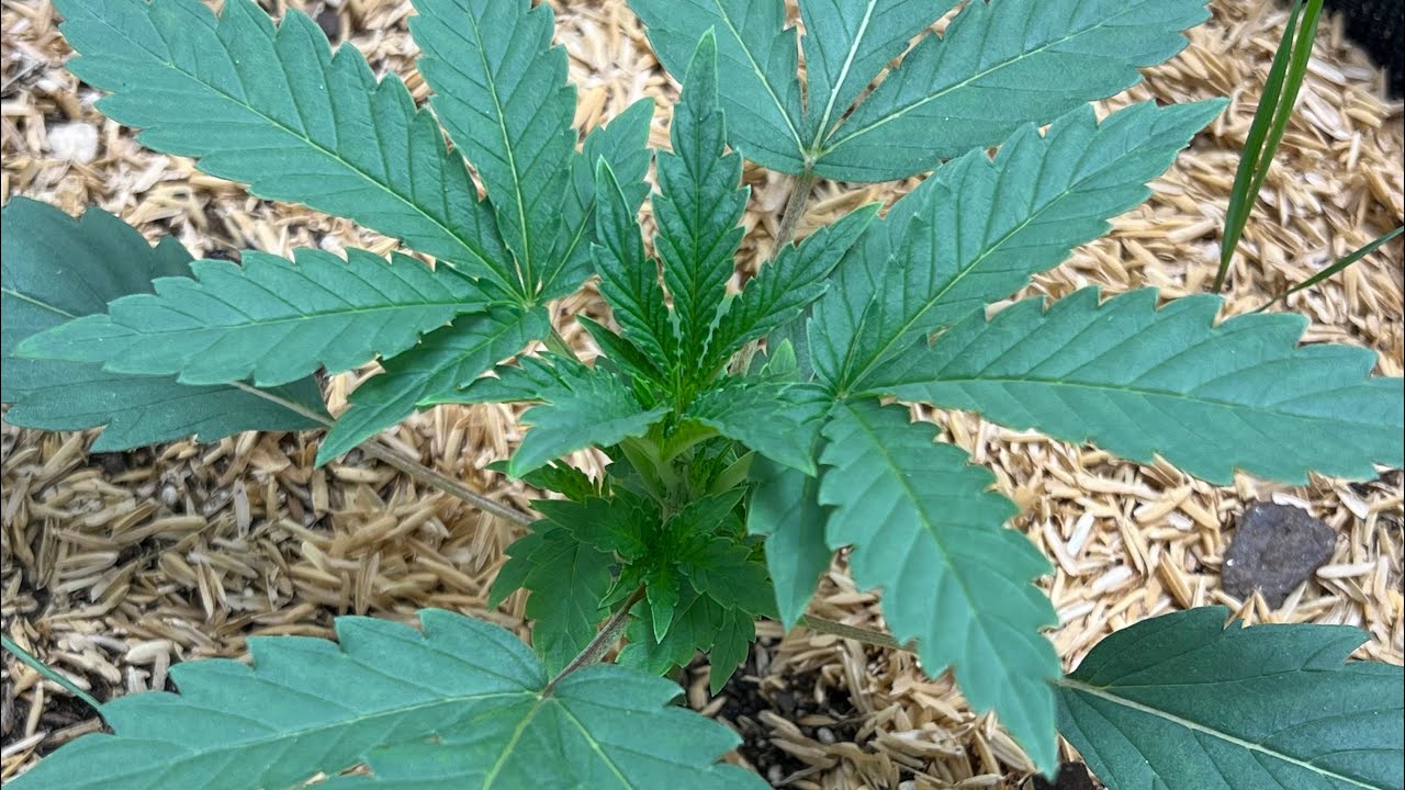 Feeding Teenage Autoflowers