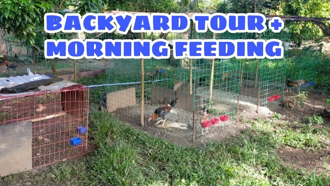 BACKYARD TOUR + MORNING FEEDING || BALERIANS GAMEYARD