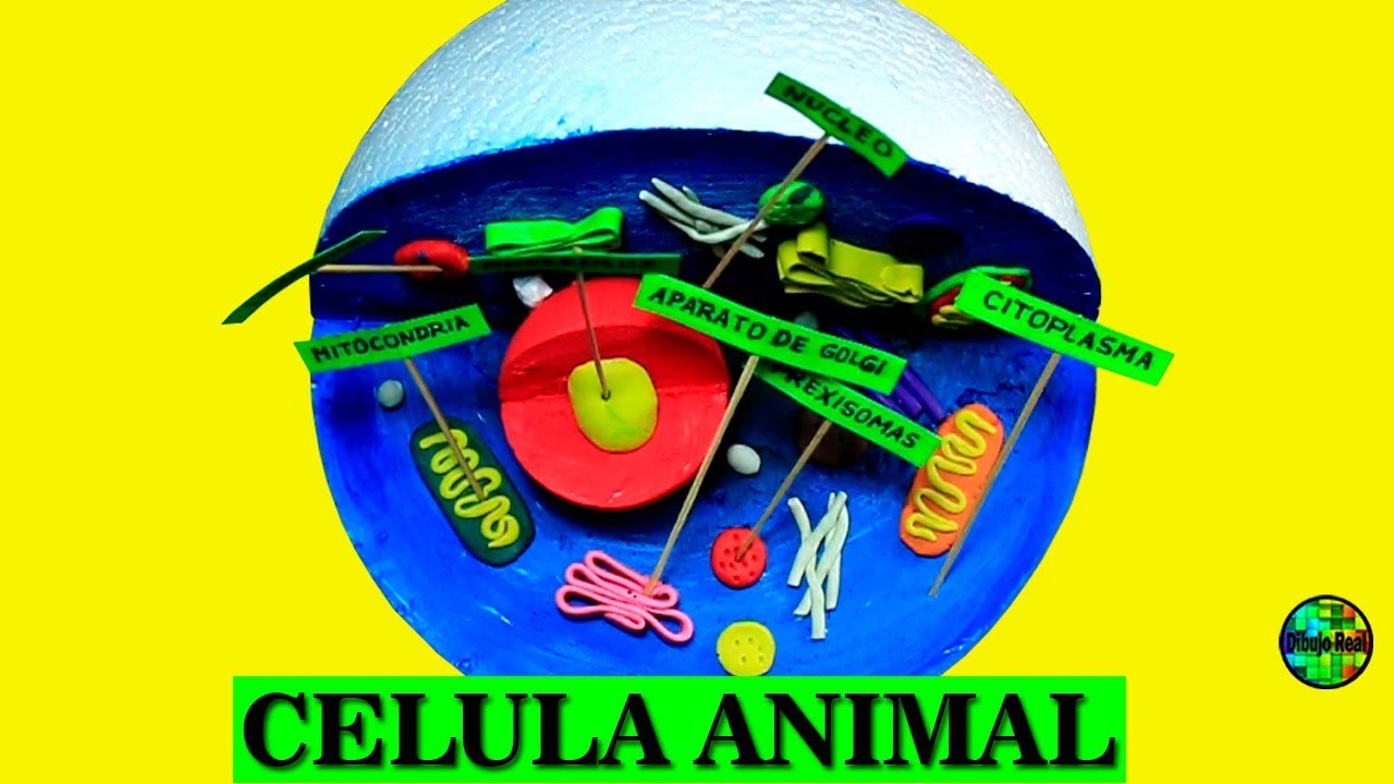 Como hacer una MAQUETA de CELULA ANIMAL  paso a paso