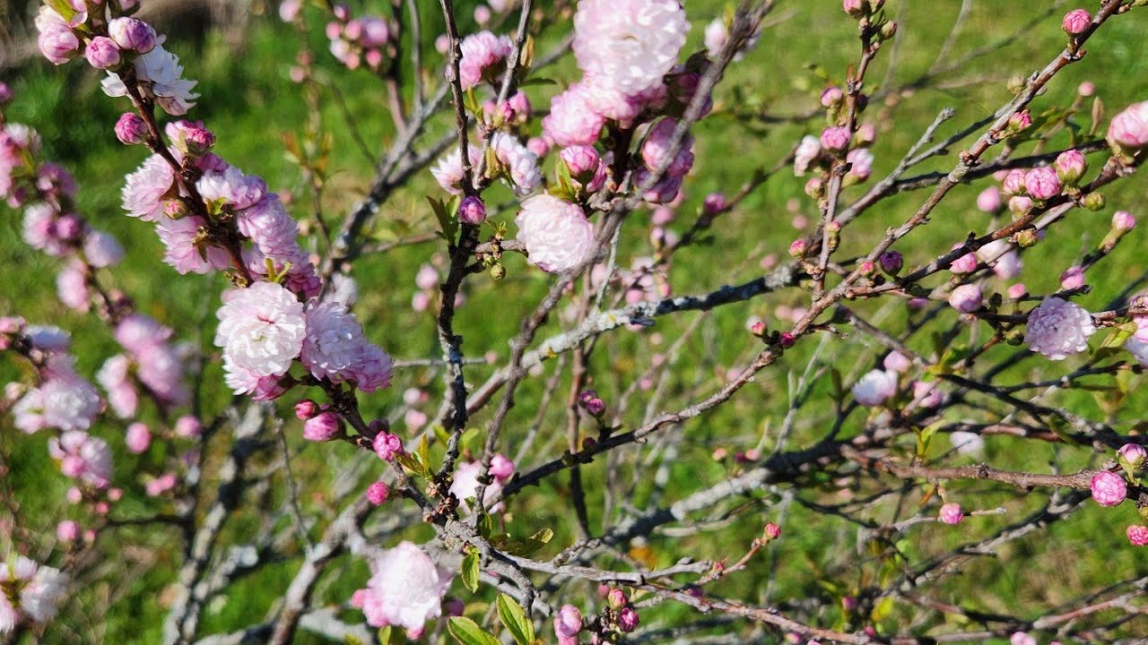 Beautiful Blooming Shrub / This is Why I Love Spring, I Love Flowers Everywhere!