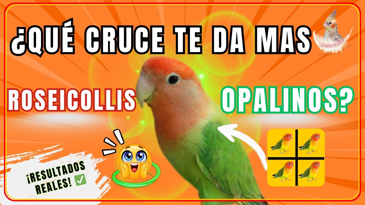 ¿Qué Cruce Te Da Más Agapornis Opalinos? 🧬 Roseicollis Tabla de Resultados Reales