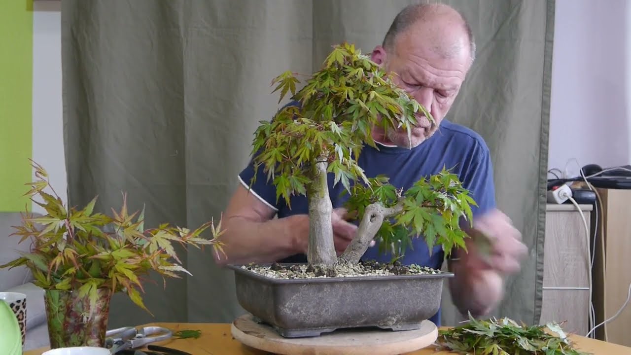 Frühlingsschnitt acer palmatum