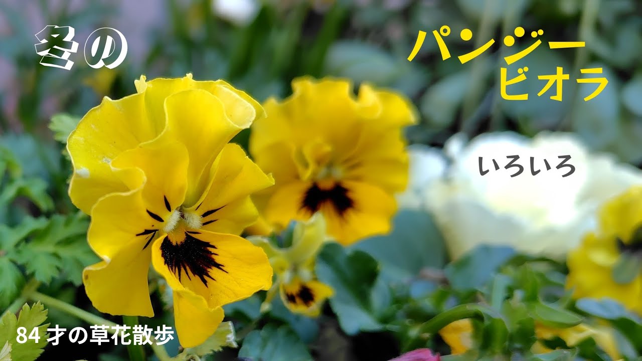 冬の花壇のパンジー、ビオラの花。形も大きさも色もいろいろ。みんな可愛い。2026年冬