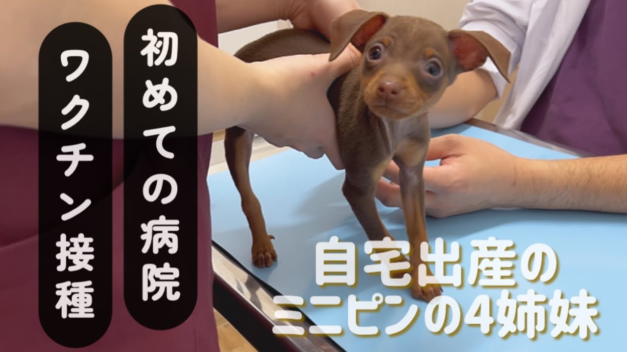 ミニピンの4姉妹初めての外の世界★ワクチンとマイクロチップ注射#子犬　ミニチュアピンシャー