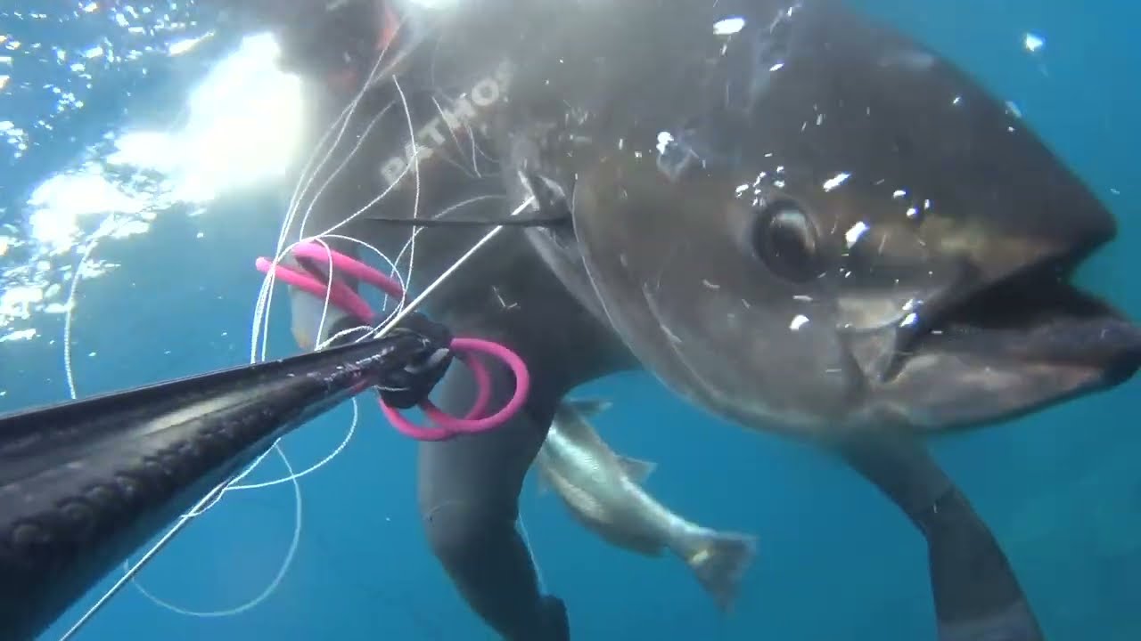 Orkinos Avı  50 Kg