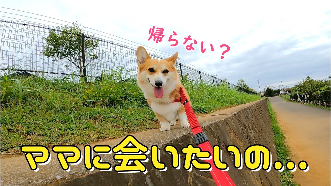 コーギーと長女がほのぼの散歩したはいいもののママに会いたくなっちゃうコーギー