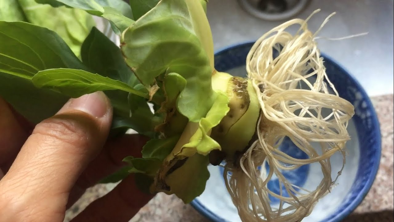 家庭种植卷心菜/圆白菜不用种子就能种的菜!超市买来的菜直接种!快速趣味种菜!How to grow Cabbage/Vegetables don't need to grow from seeds!