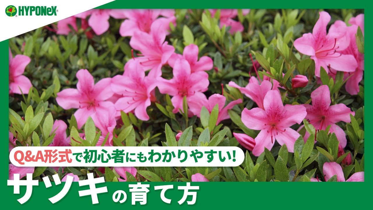 ☘169：サツキの育て方｜毎年花を咲かせる方法は？水やりや肥料、冬越えの方法もご紹介 【PlantiaQ&A】植物の情報、育て方をQ&A形式でご紹介