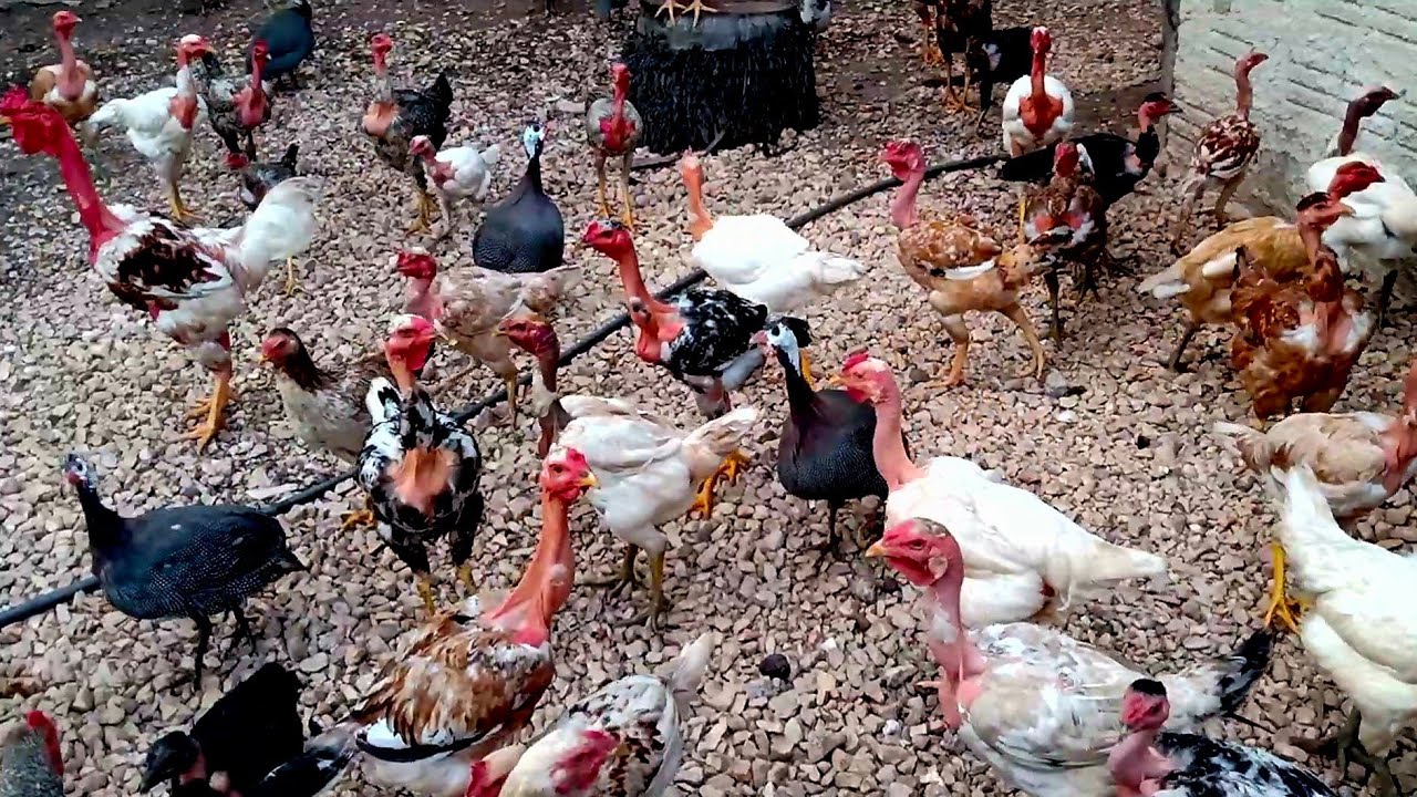 LARGUEI TUDO NA CIDADE PARA CRIAR GALINHAS CAIPIRA NA CHÁCARA DEU MUITO CERTO 