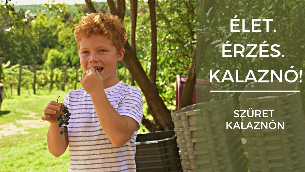 Szüret Kalaznón - Élet. Érzés. Kalaznó!