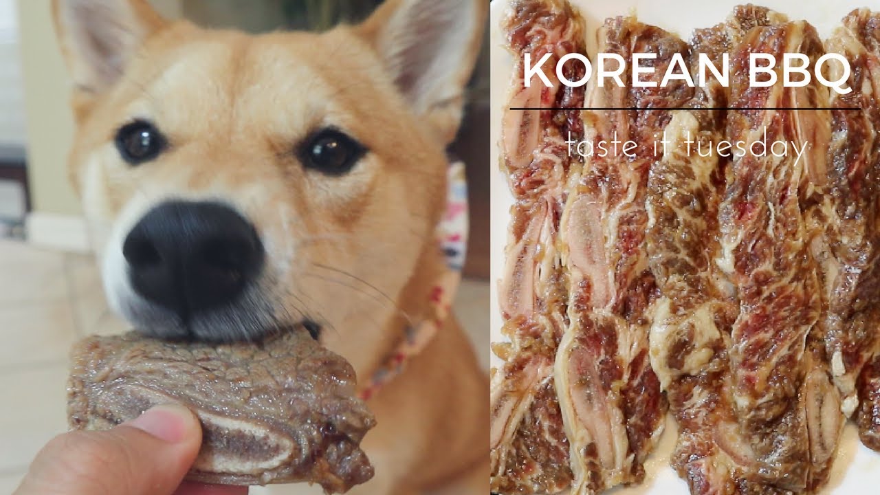 Dog tries KOREAN BBQ [갈비]! | Shiba Inu Taste it Tuesday
