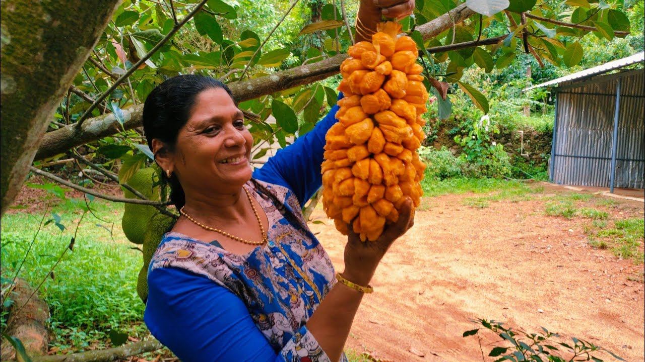 ഞങ്കടക്ക് #best fruit# fruit lovers# sweet jackfruit# ഏറ്റവും മധുരമുള്ള ചക്കപ്പഴം  # nangadak