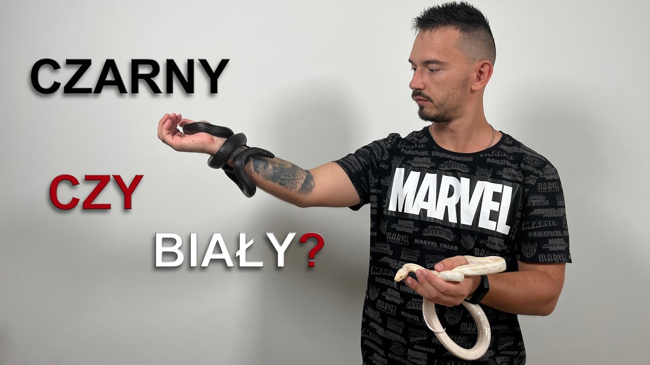 Lampropeltis nigrita i wąż zbożowy Snow - czyli czarne i białe węże!