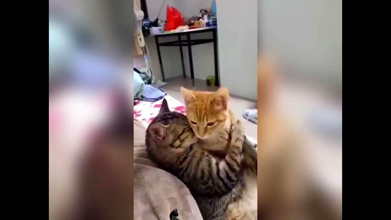Запечатлено на камеру: Непослушные коты сошли с ума 😹 Слишком смешно, чтобы пропустить! #кошачьев...