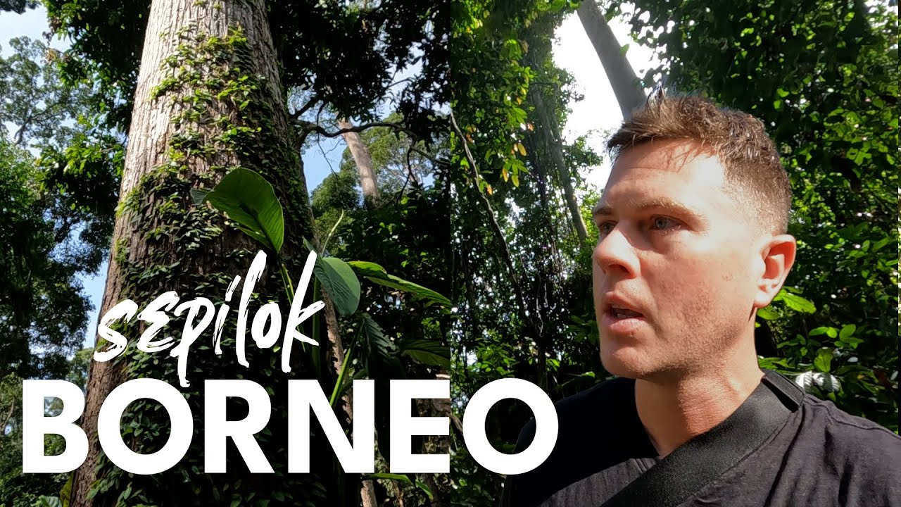 SEPILOK, BORNEO — Orangutan & Sun Bear Sanctuaries (How to Visit & Cost) 🇲🇾